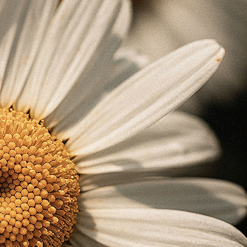 Manuka Honey Chamomile Tallow Body Balm | Yujin Nari™
